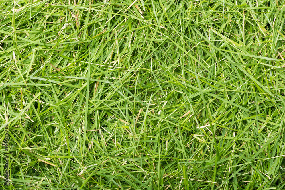 Green grass texture background Green grass texture background