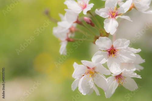 見沼の桜