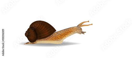 Snail lisolated