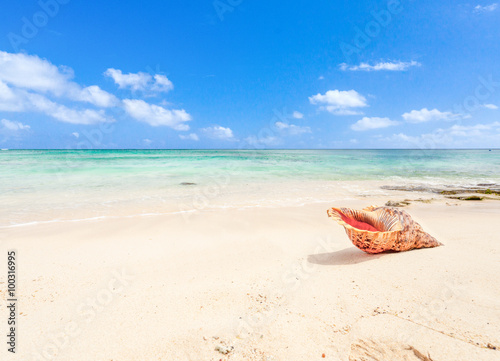  coquillage sur plage de l'île Maurice 