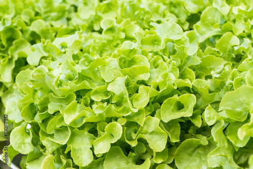 Green oak,vegetable for salad food