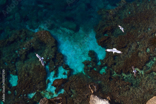 Gabbiani reali in volo sul mare azzurro