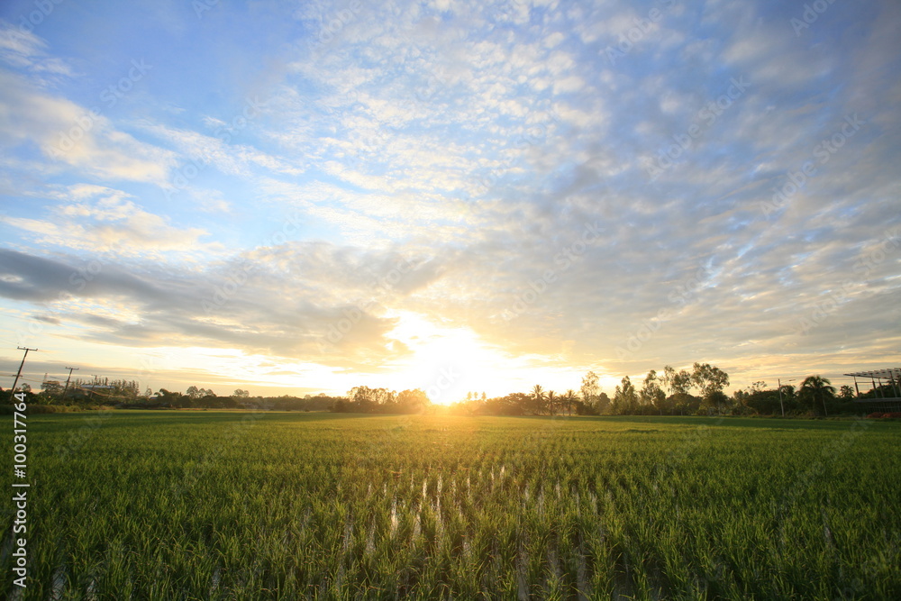 A peaceful rice field on sunrise sky background 