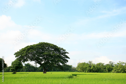 A tree in the rice field
