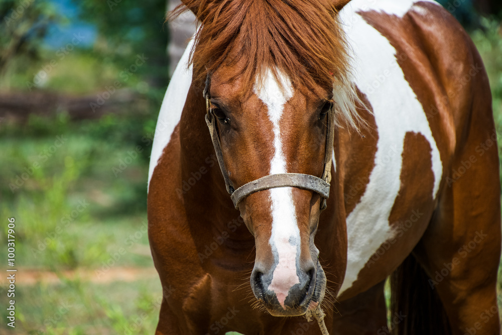 Brown and white horse at the land near beach