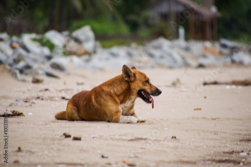 Street dog on the beach