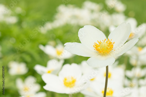 Anemones white flowers © ottochka