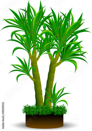 Dracaenas plant on a white background, tropical palm like shrub or tree with ornamental foliage, popular as a greenhouse or indoor plant