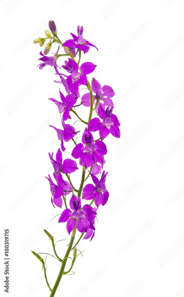 Wild flowers isolated Wild flowers isolated