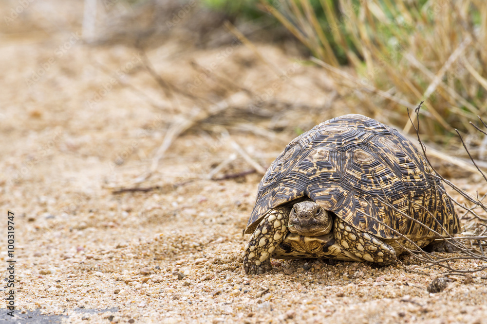 Leopard tortoise in Kruger National park Leopard tortoise in Kruger National park