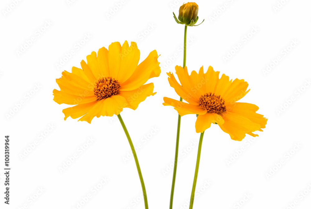 Naklejka premium yellow daisy flower isolated