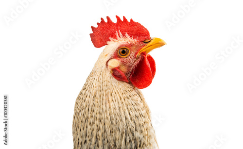 Colorful Rooster Isolated On White © ksena32