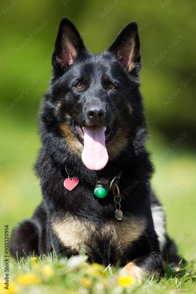 German Shepherd dog outdoors in nature