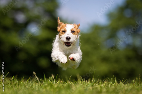 Happy and smiling Jack Russell Terrier dog running