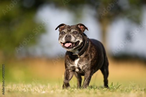 Senior Staffordshire Bull Terrier © Mikkel Bigandt