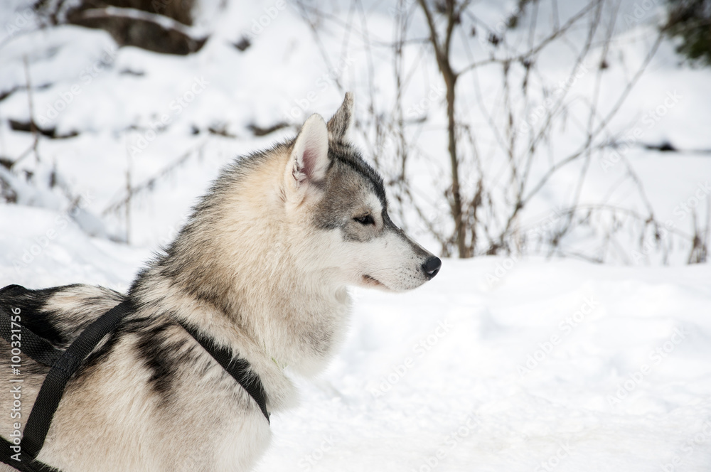 Portrait of siberian husky sled dog at snowy winter