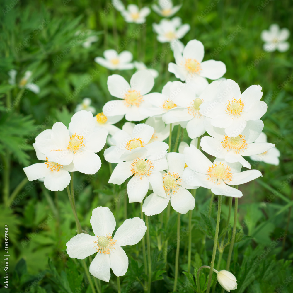Anemones white flowers