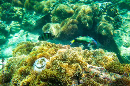 Fototapeta Naklejka Na Ścianę i Meble -  Underwater shoot of coral reef
