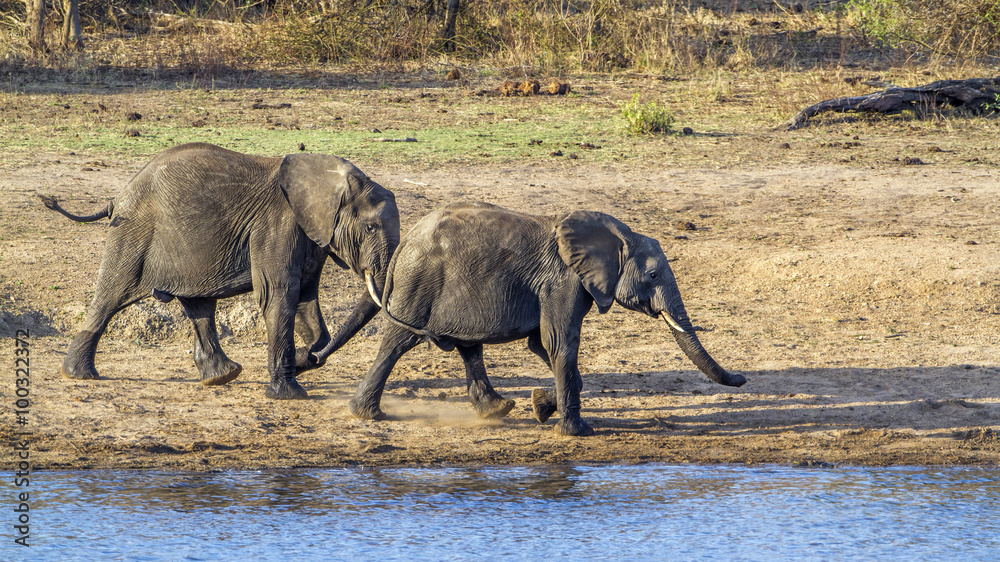 Fototapeta premium African bush elephant in Kruger National park