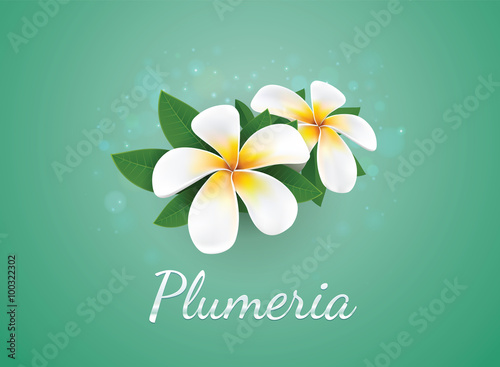 flower Plumeria illustration vector real style