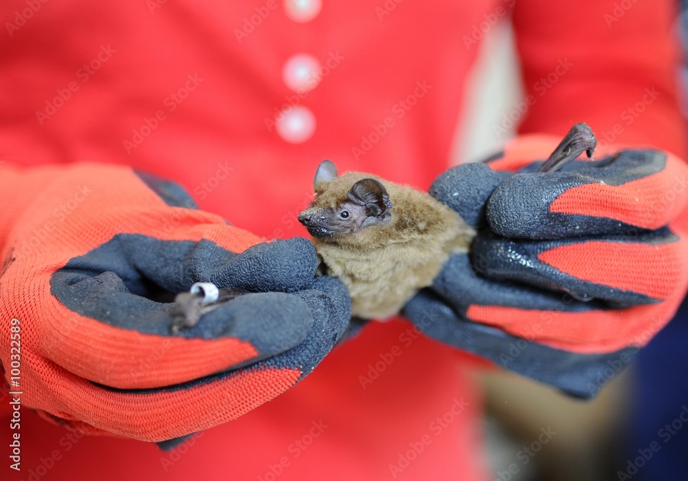 Bats colony kept in laboratory for research
Bats colony kept in laboratory for research