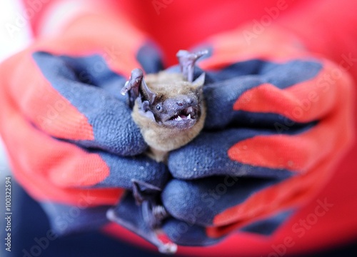 Bats colony kept in laboratory for research
