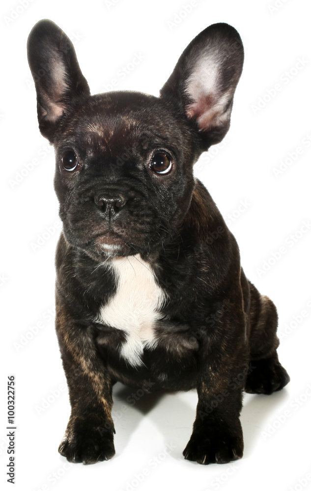 Cute little black French bulldog puppy