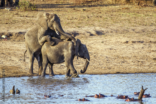 African bush elephant in Kruger National park