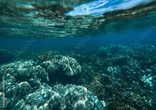 Underwater shoot of coral reef