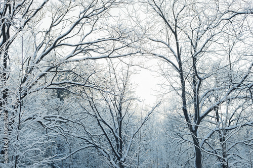 Зимний смешанный лес в снегу © bu_photo