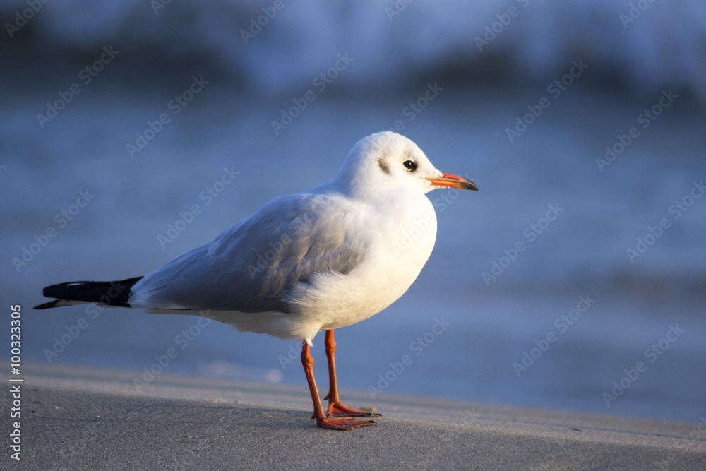 Fototapeta premium sea ​​gulls