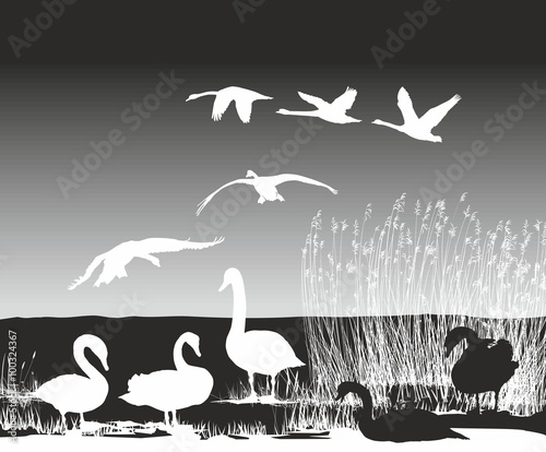 Swans on the river