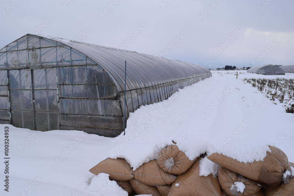 雪の中の農業用ビニールハウス／山形県の庄内地方で、雪の中の農業用ビニールハウスを撮影した写真です。約30cmの降雪風景ですが、ビニールハウスから滑り落ちた雪が積もってる為、ビニールハウスの側面には約1mの積雪がありました。