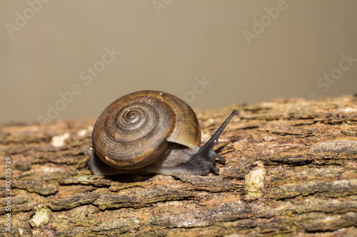 Snail on wood backgroung