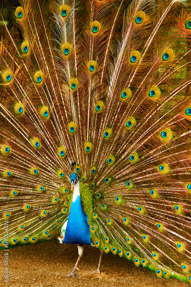 Fototapeta premium Birds, Animals. Closeup Portrait Of Bright Colorful Male Peacock With Expanded Feathers. Travel To Thailand, Asia. Tourism. 