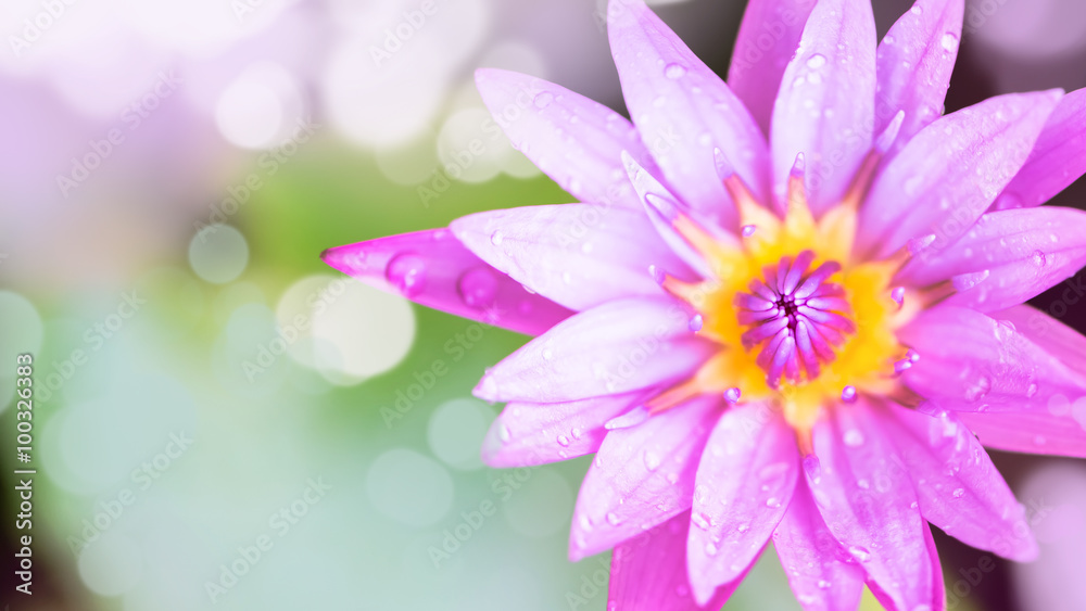 Lotus - Stock Image Lotus - Stock Image
