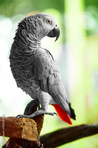 Birds, Animals. African Grey Parrot, Jako. Travel, Tourism.
