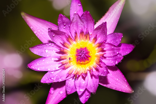 Lotus - Stock Image
