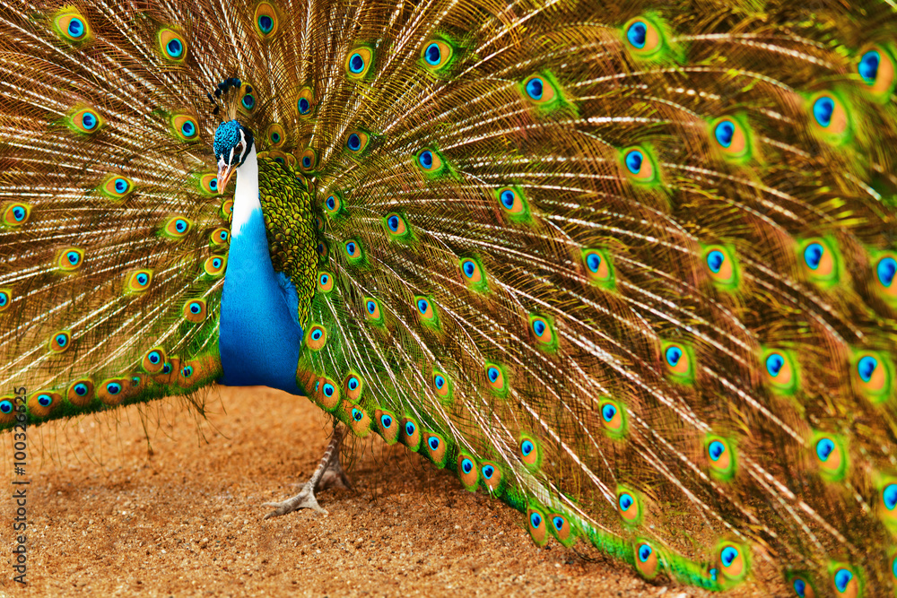 Obraz premium Birds, Animals. Closeup Portrait Of Bright Colorful Male Peacock With Expanded Feathers. Travel To Thailand, Asia. Tourism.
