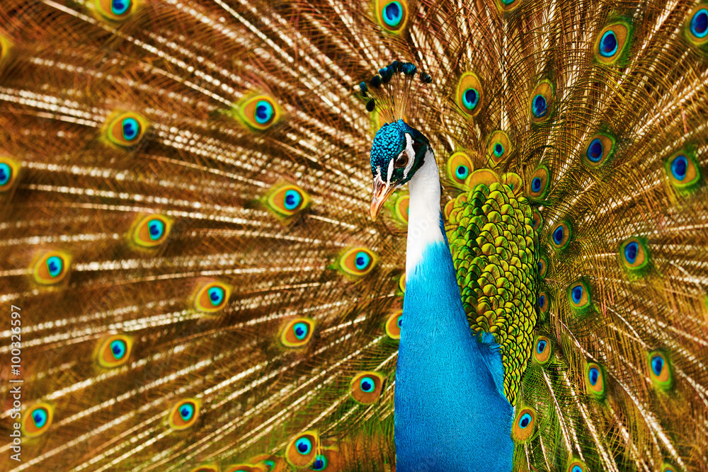 Obraz premium Birds, Animals. Closeup Portrait Of Bright Colorful Male Peacock With Expanded Feathers. Travel To Thailand, Asia. Tourism. 