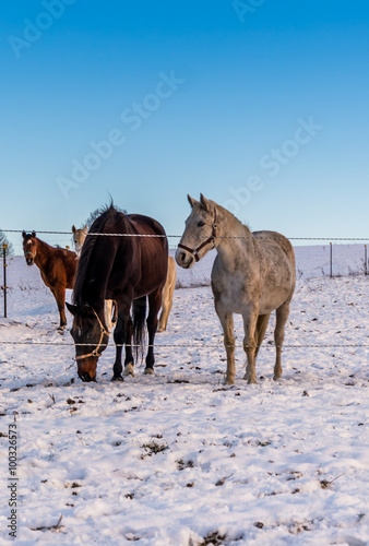 winterliche Pferdeweide