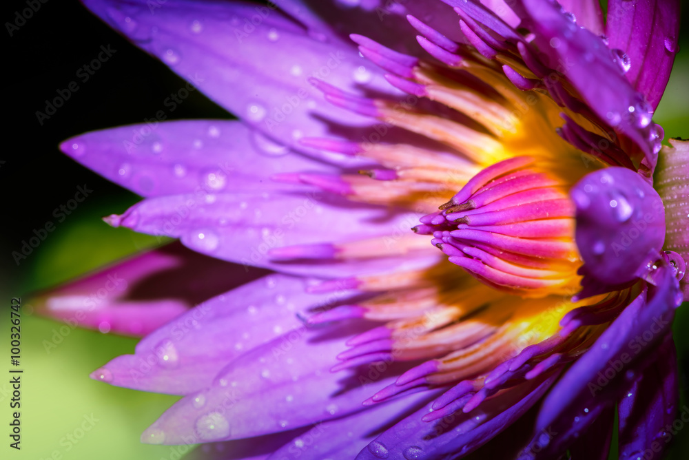 Lotus - Stock Image Lotus - Stock Image