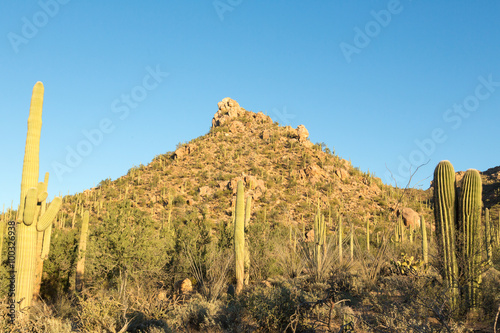 Cactus Landscape