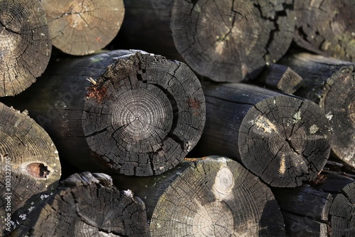 Obraz na płótnie Vieux rondins de bois w salonie