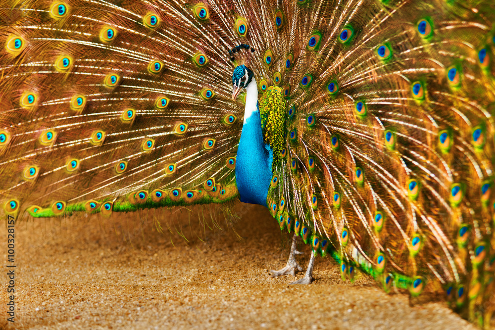 Obraz premium Birds Of Thailand. Closeup Of Beautiful Bright Colorful Peacock With Feathers Out. Animals Of Asia. Travel And Tourism. 