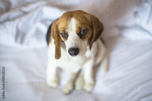 Pensive tricolor beagle dog sitting on unmade bed