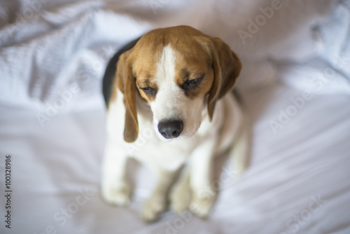 Sleepy tricolor beagle dog sitting on unmade bed