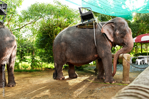 Animals In Thailand. Group Of Thai Elephants With Ride Saddles In Elephant Camp. Travel Asia, Tourism. 