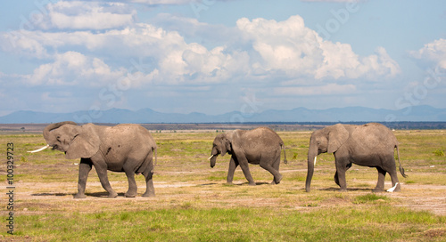 Elefanti africani © Gianfranco Bella