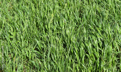 Field of young green barley
